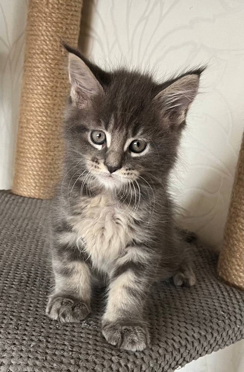 Hugo