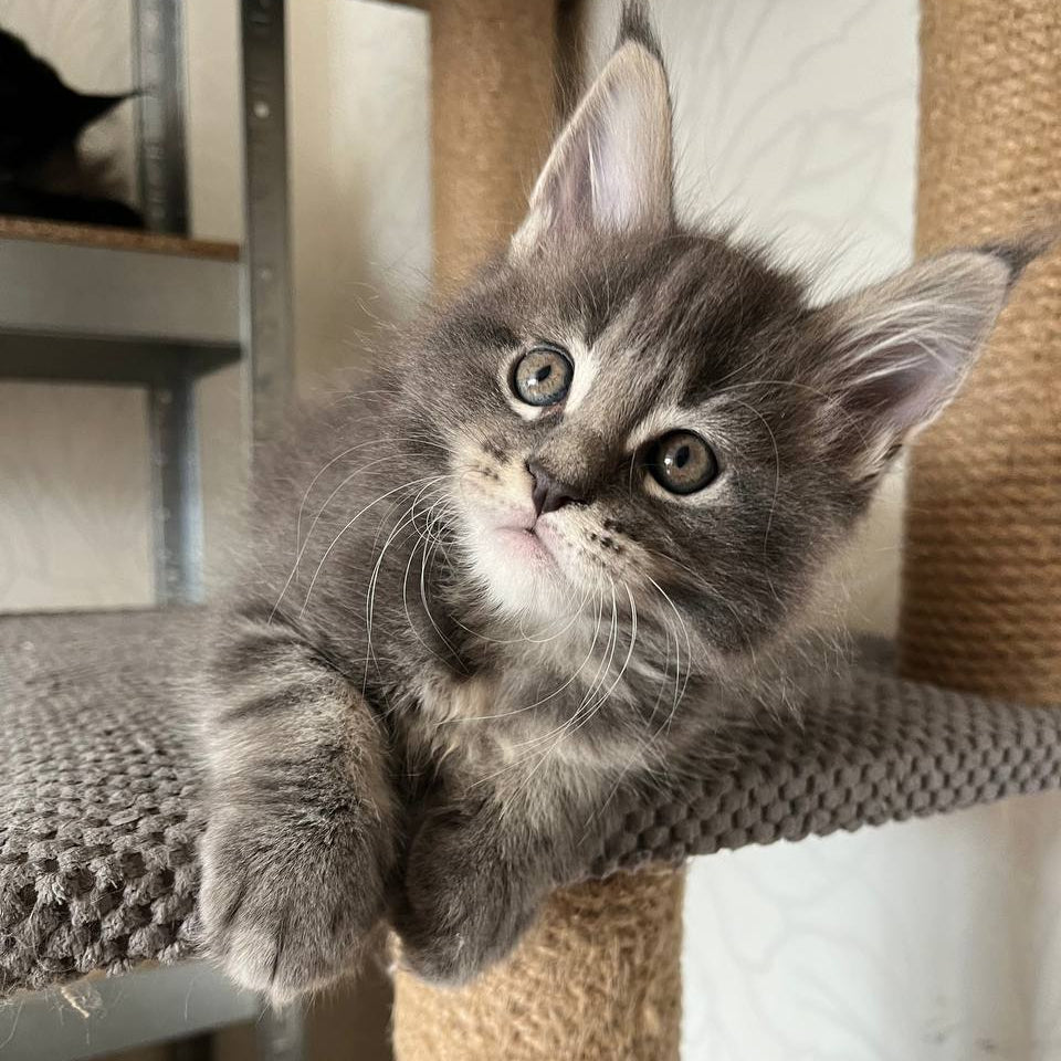 Hugo