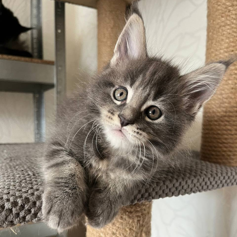 Hugo