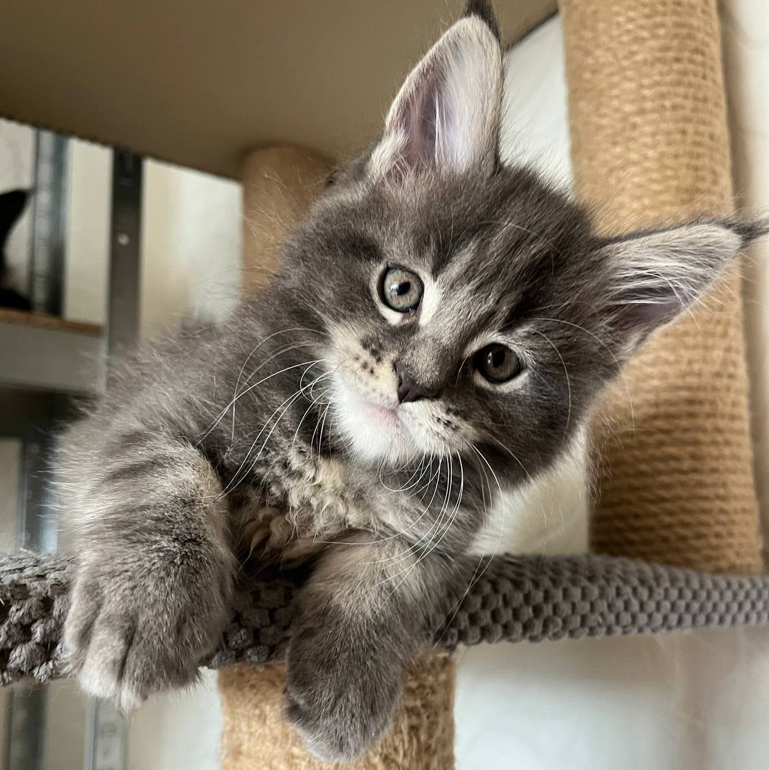 Hugo