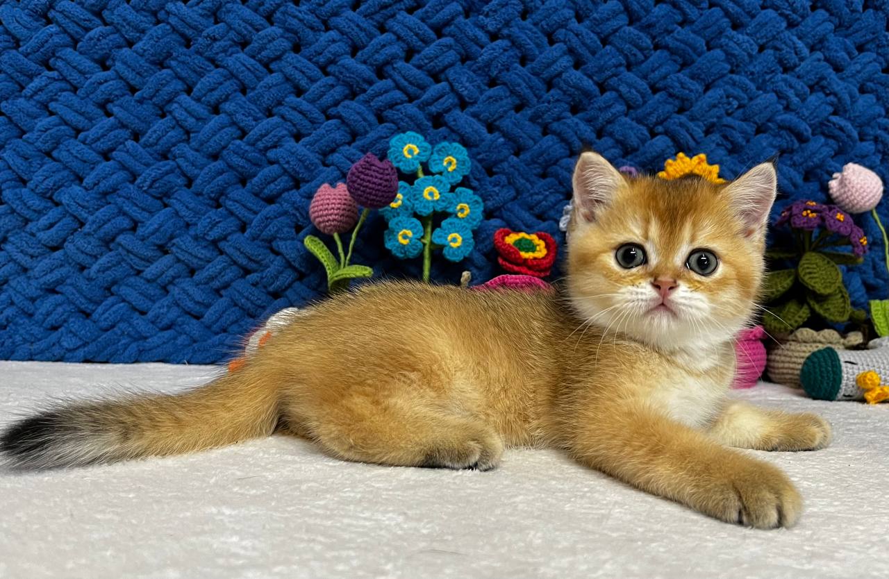 Zoe