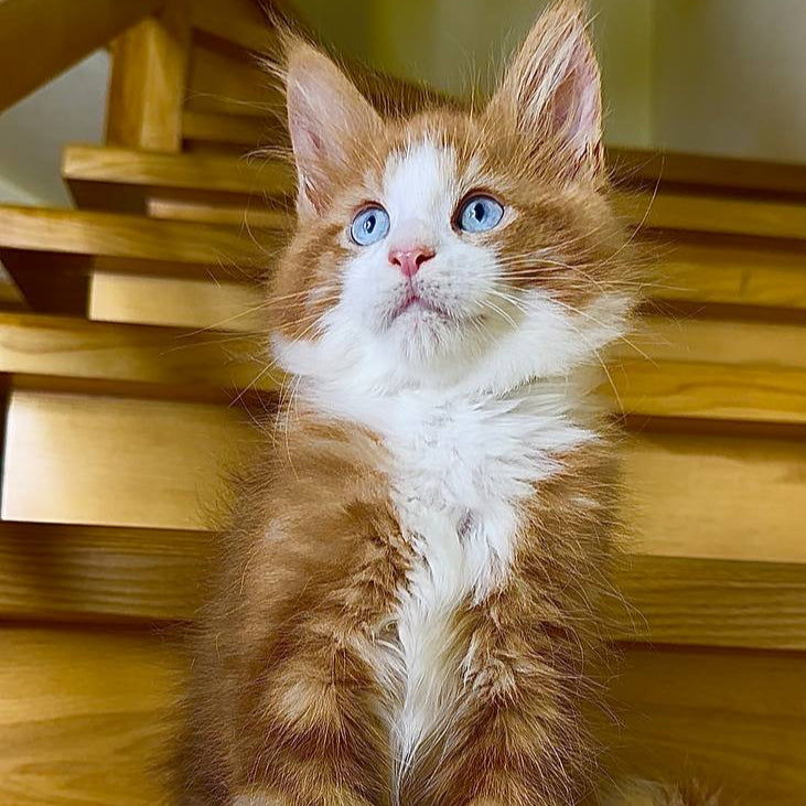 Max