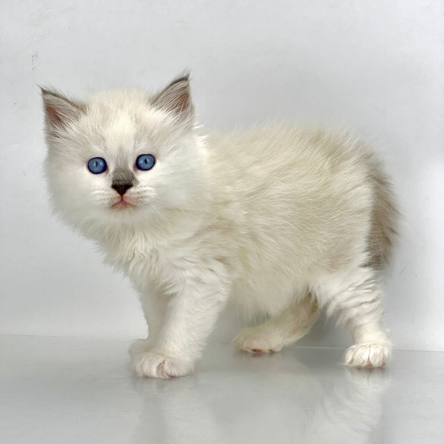 Solomon