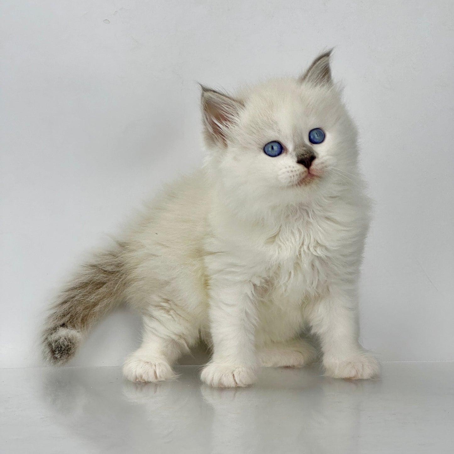 Solomon