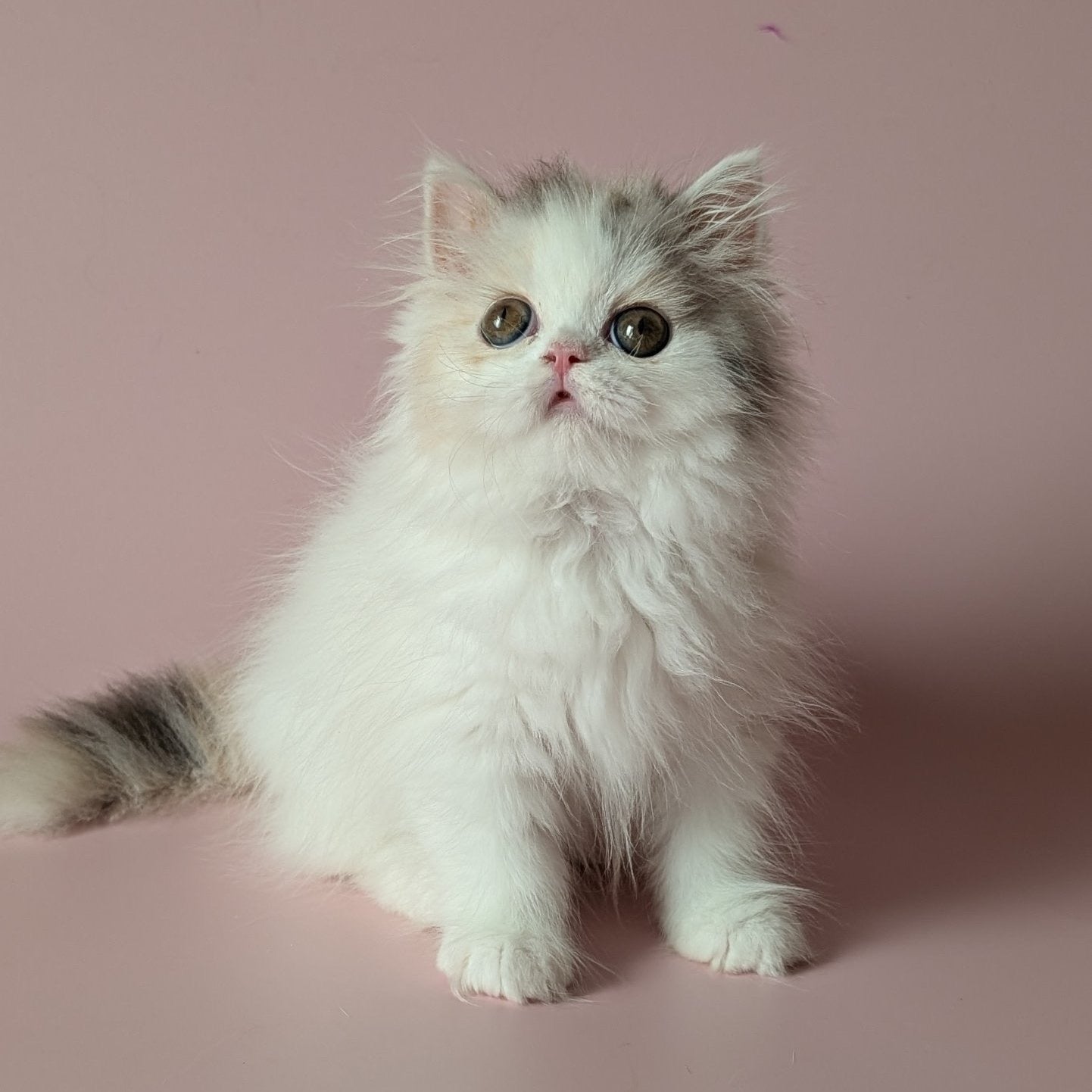 Vivienne