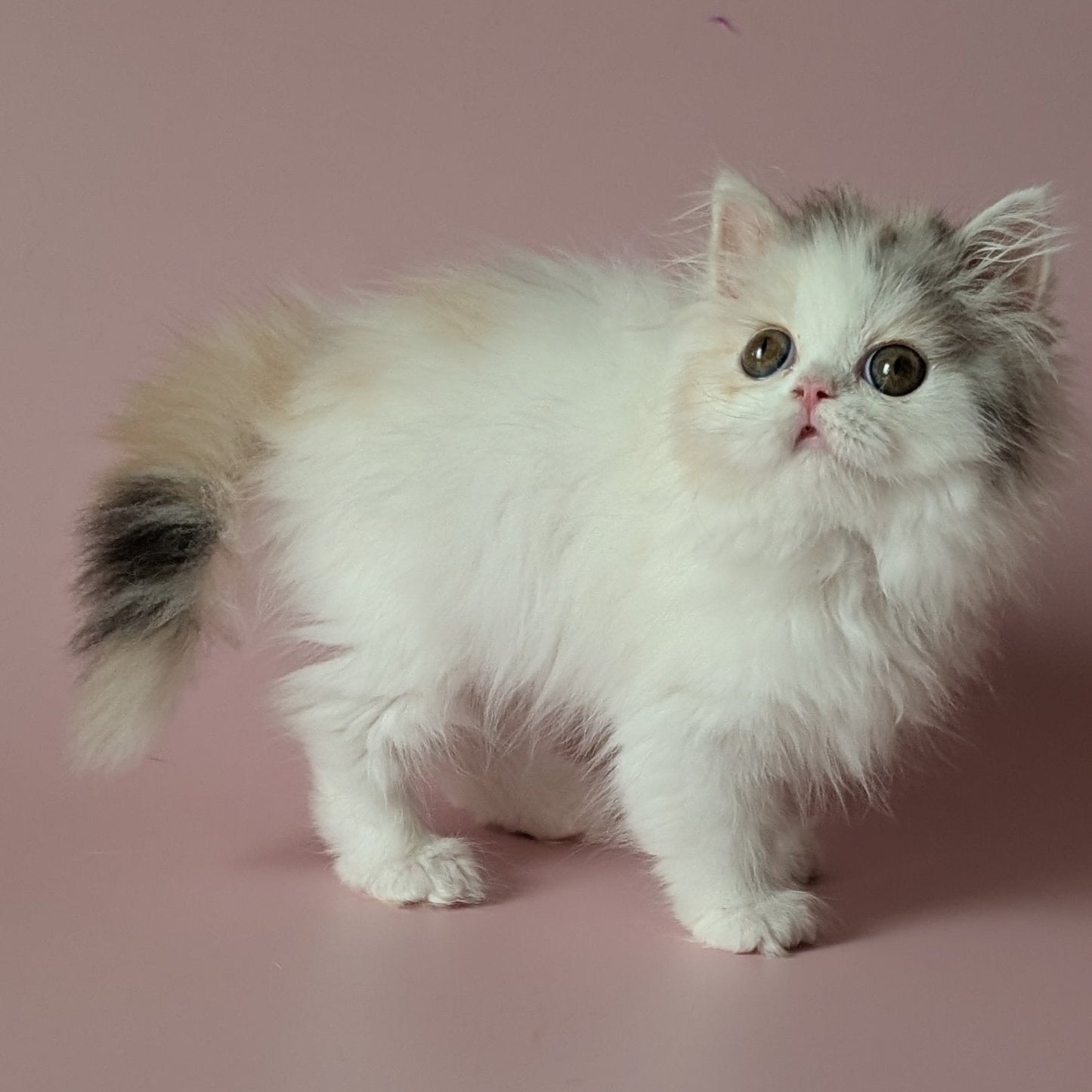 Vivienne