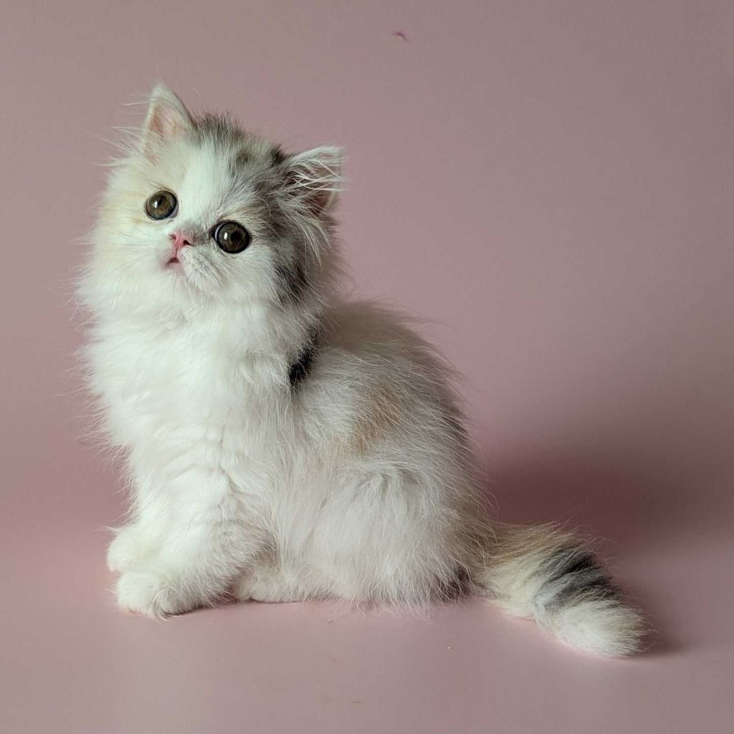Vivienne