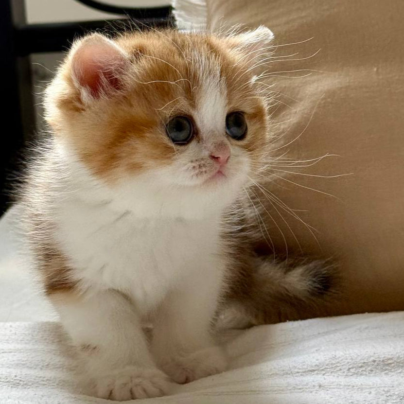 Masha