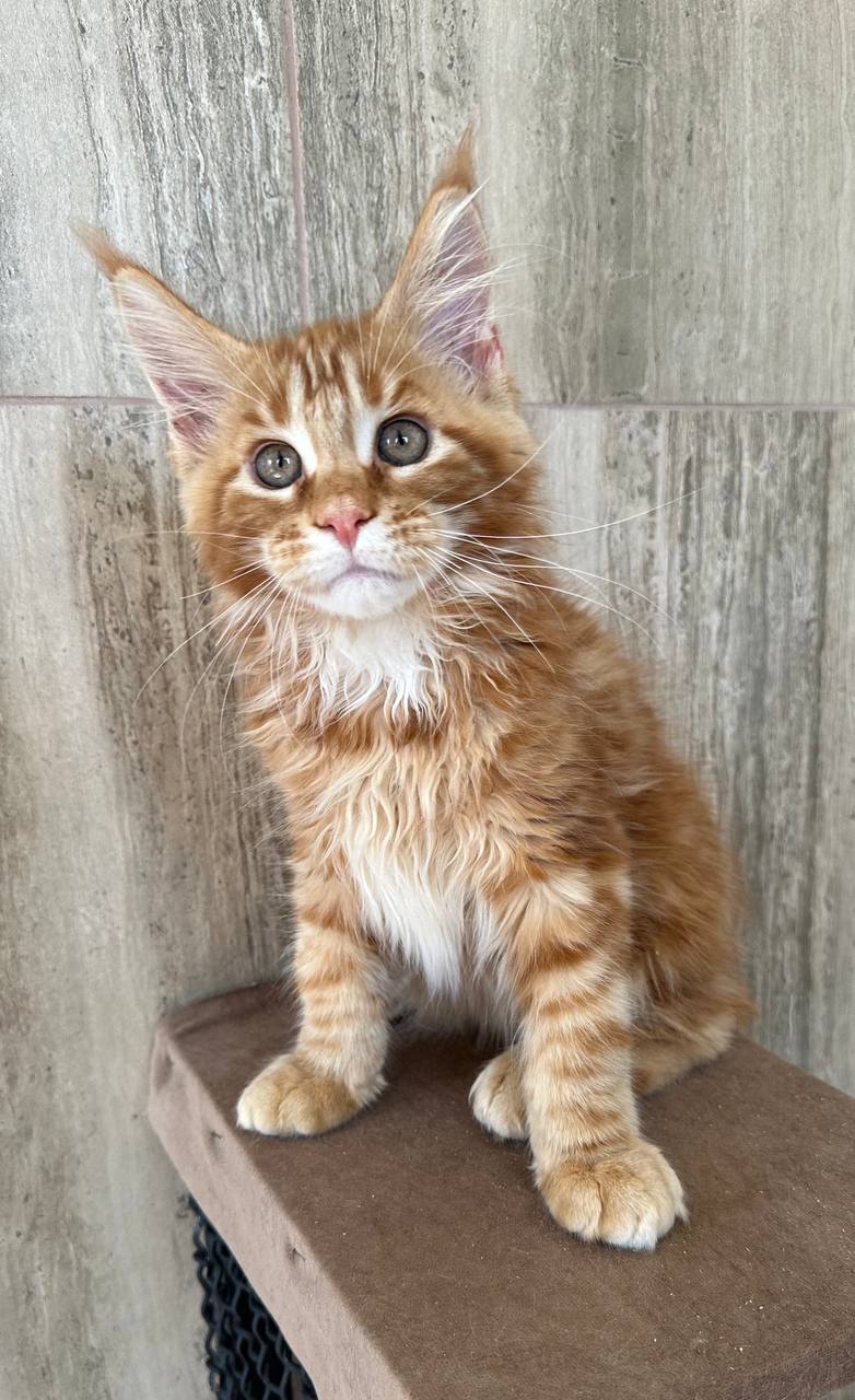 Oscar