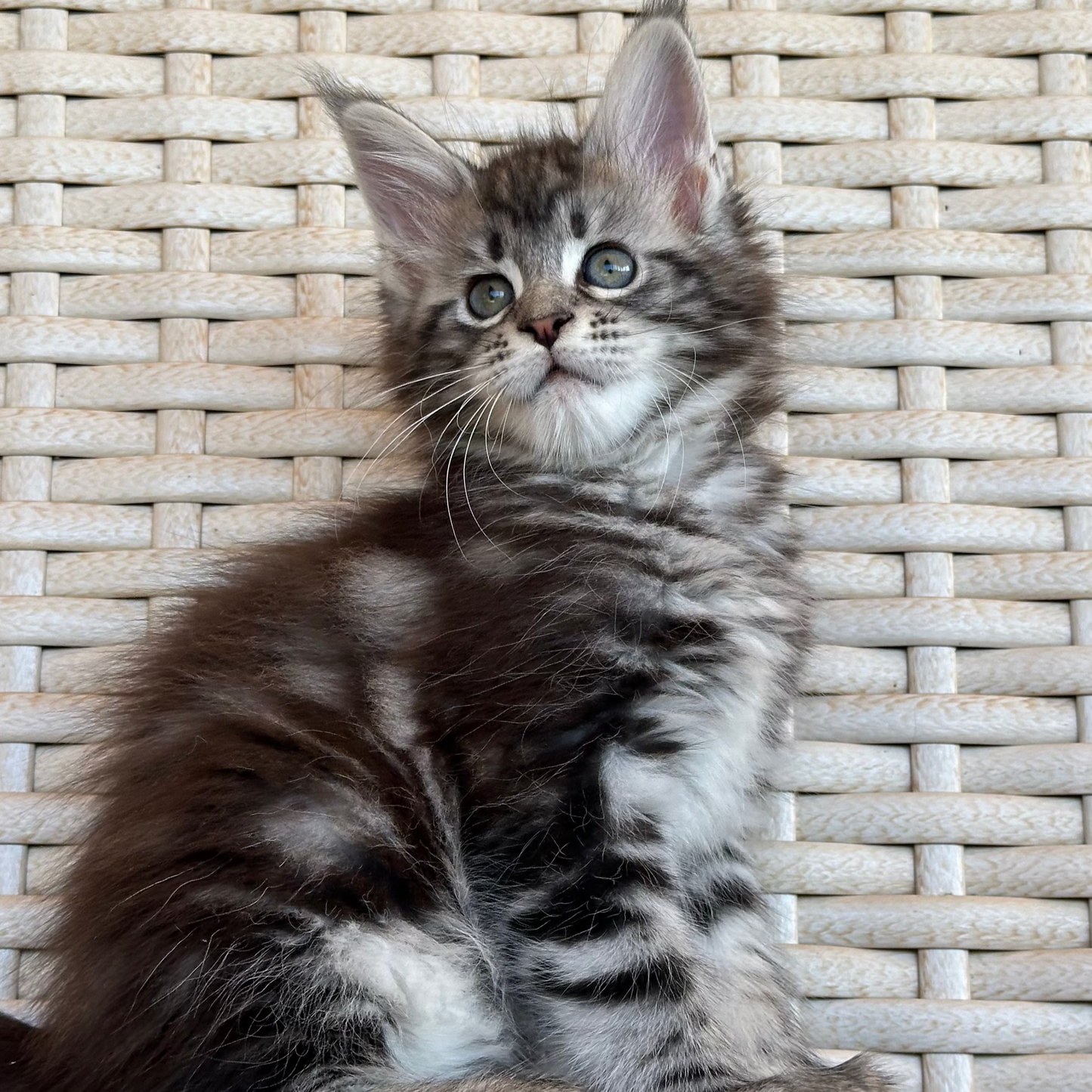 Lilu