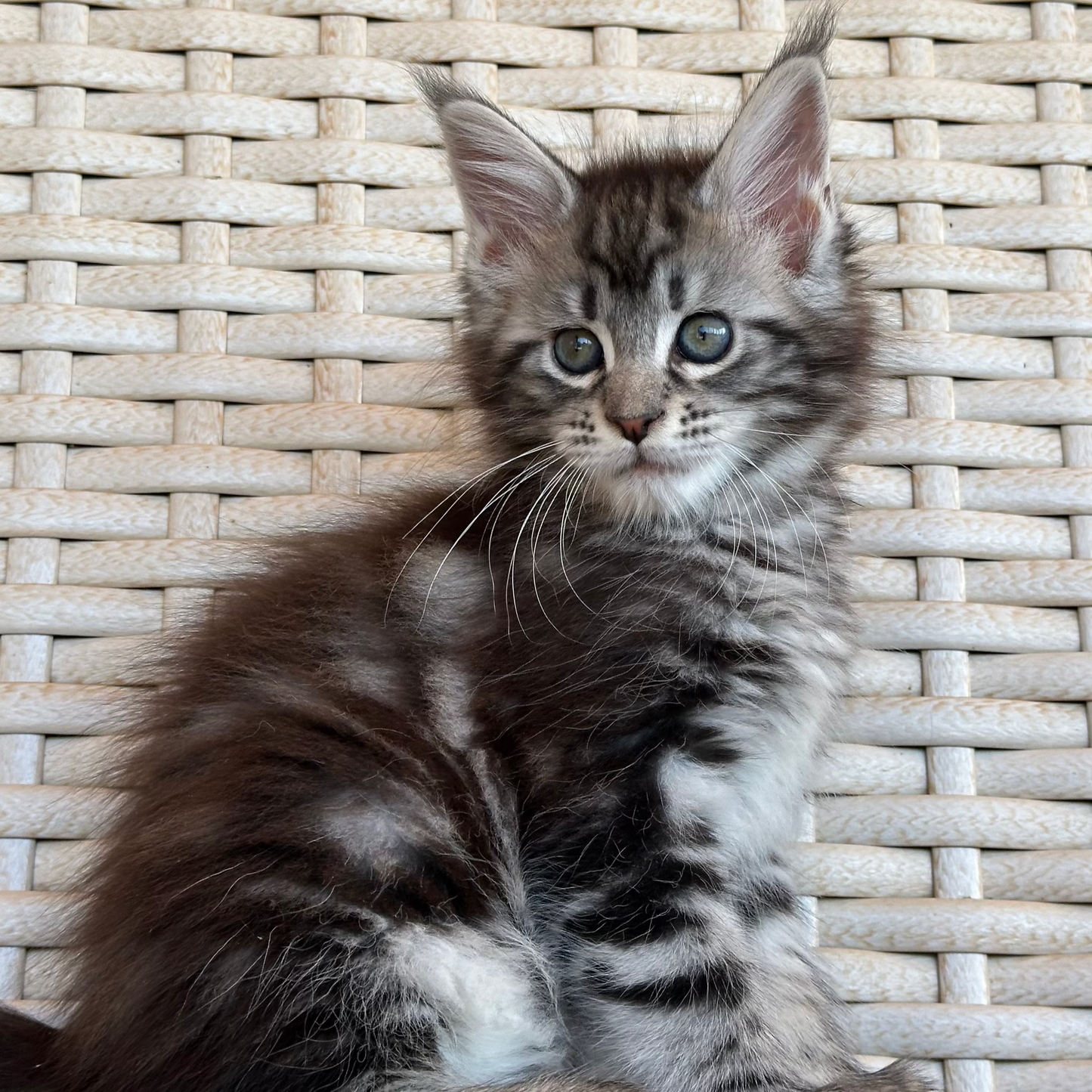 Lilu