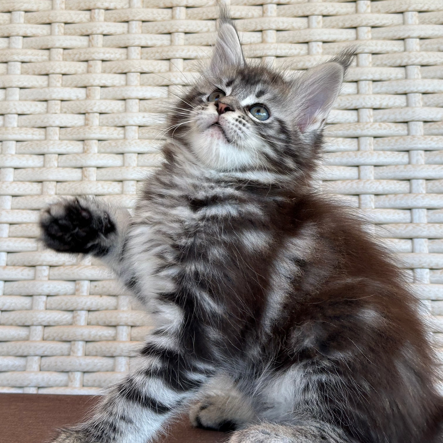 Lilu