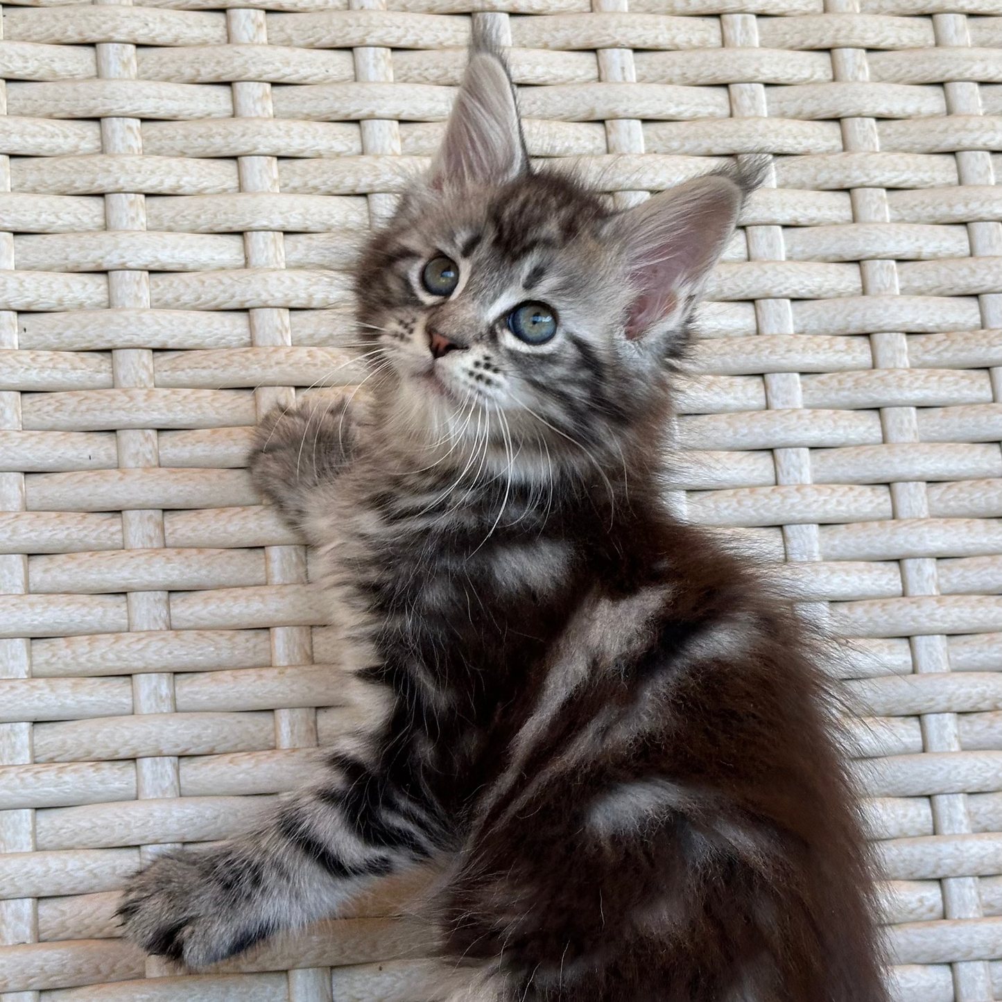 Lilu