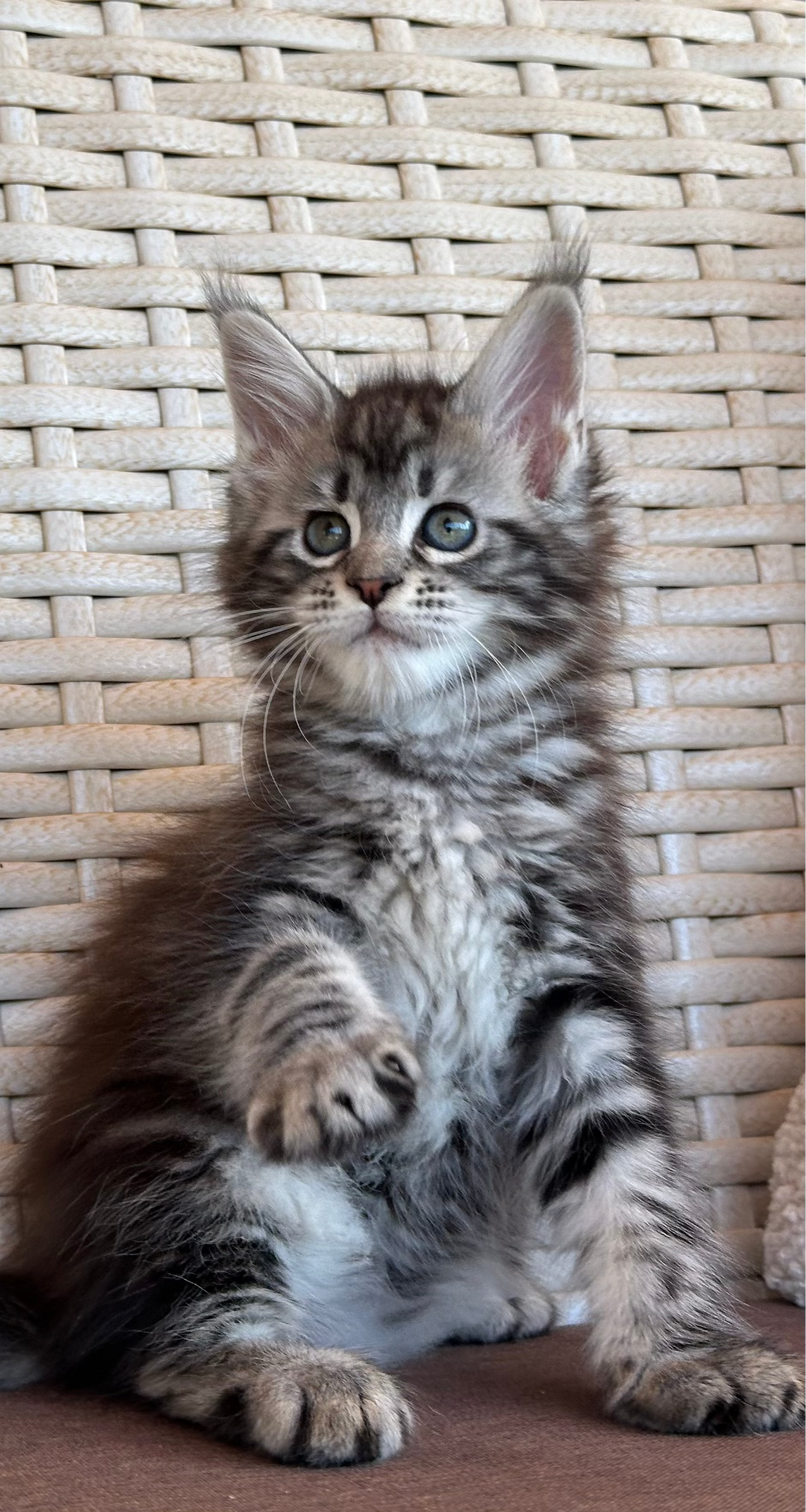 Lilu