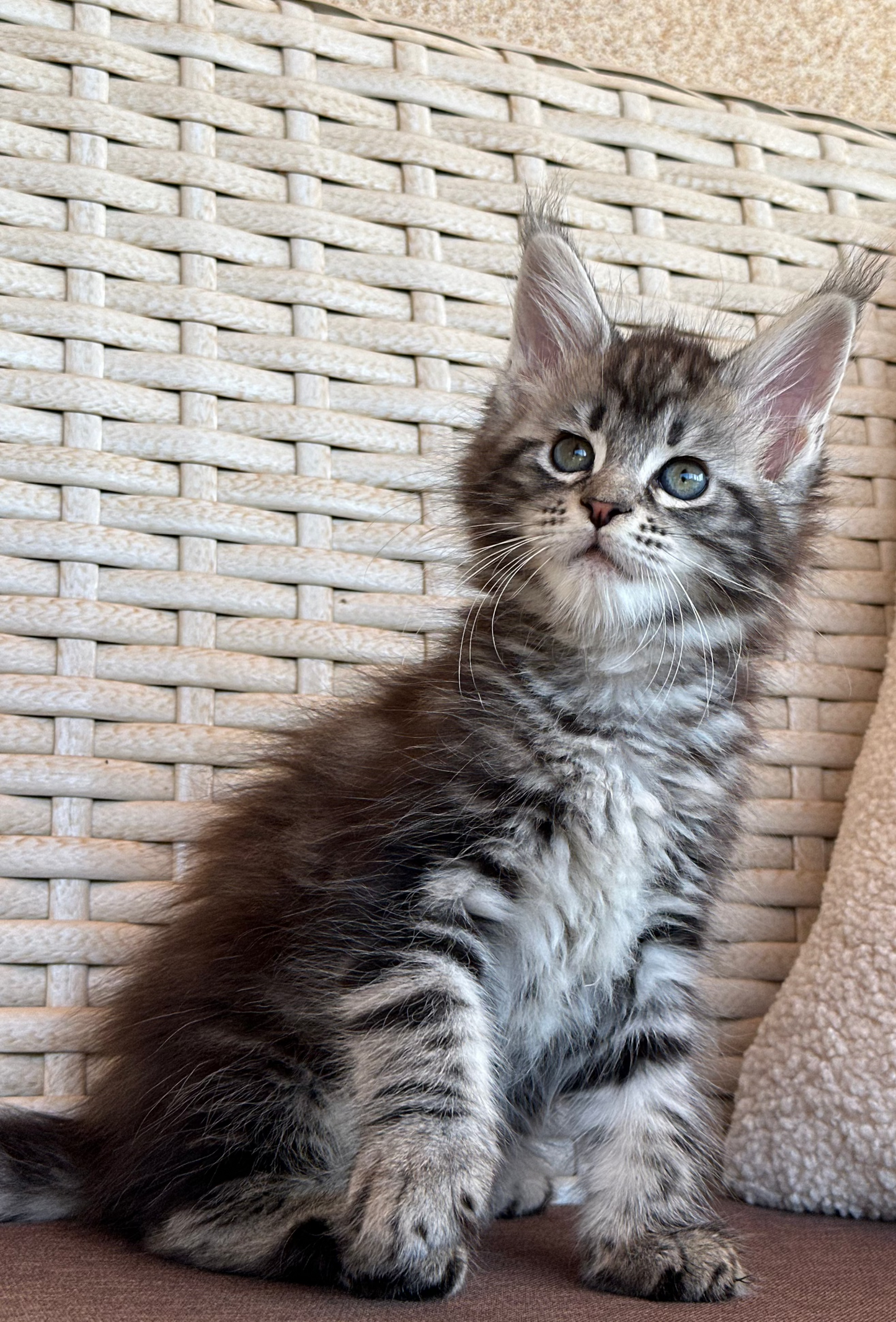 Lilu