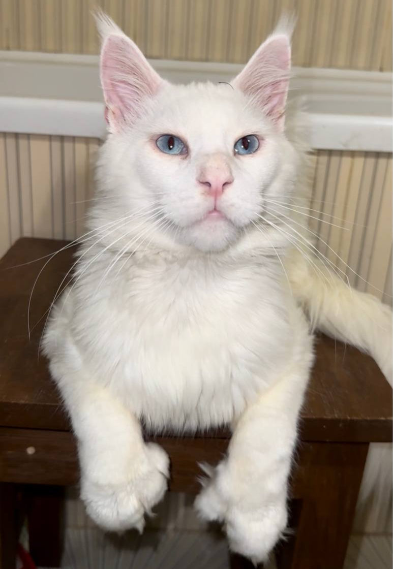 Tomas