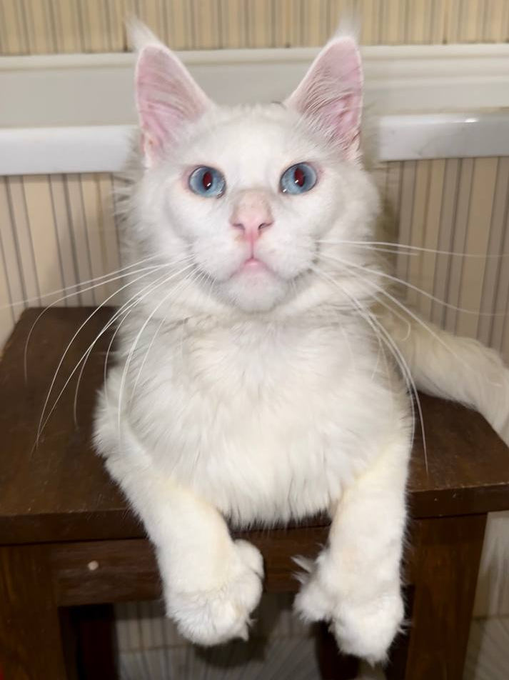 Tomas