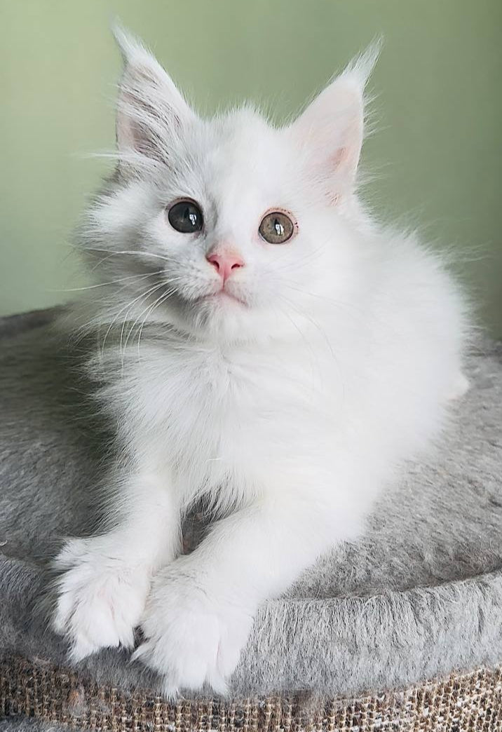 Nora