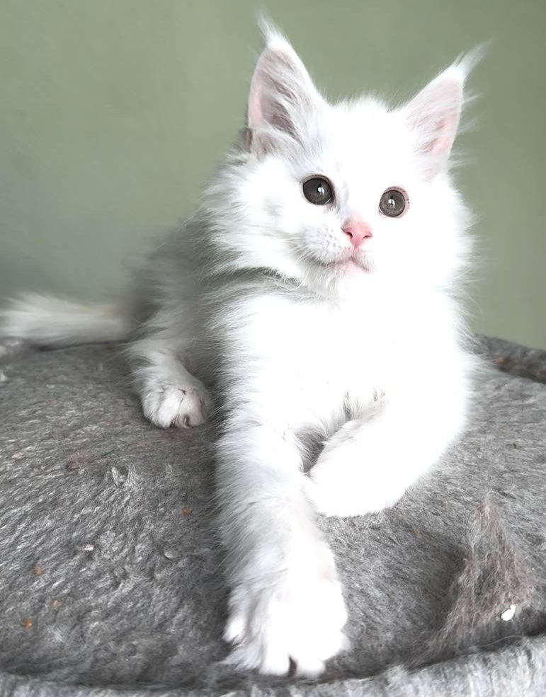Nora