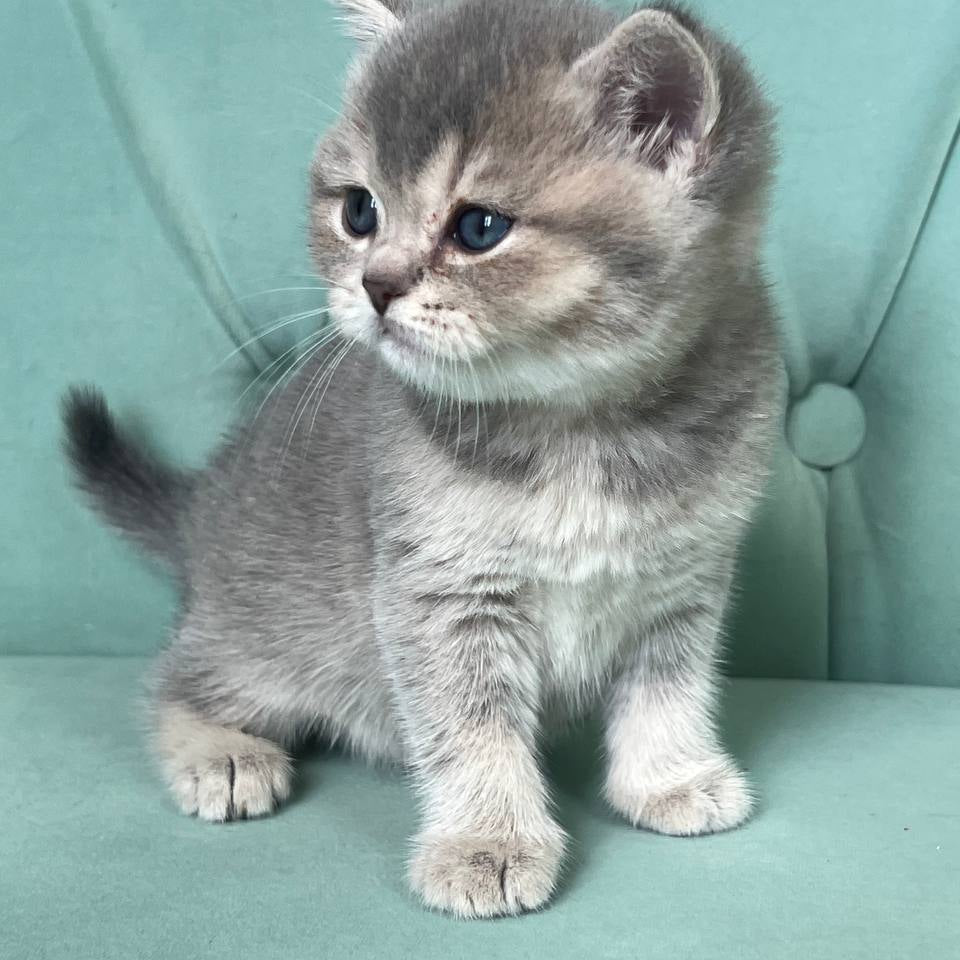 Dora