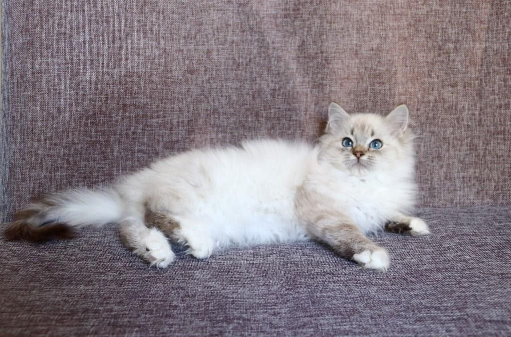 Lubava