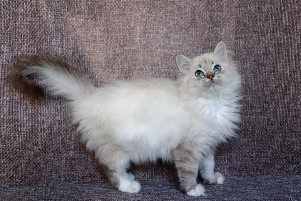 Lubava