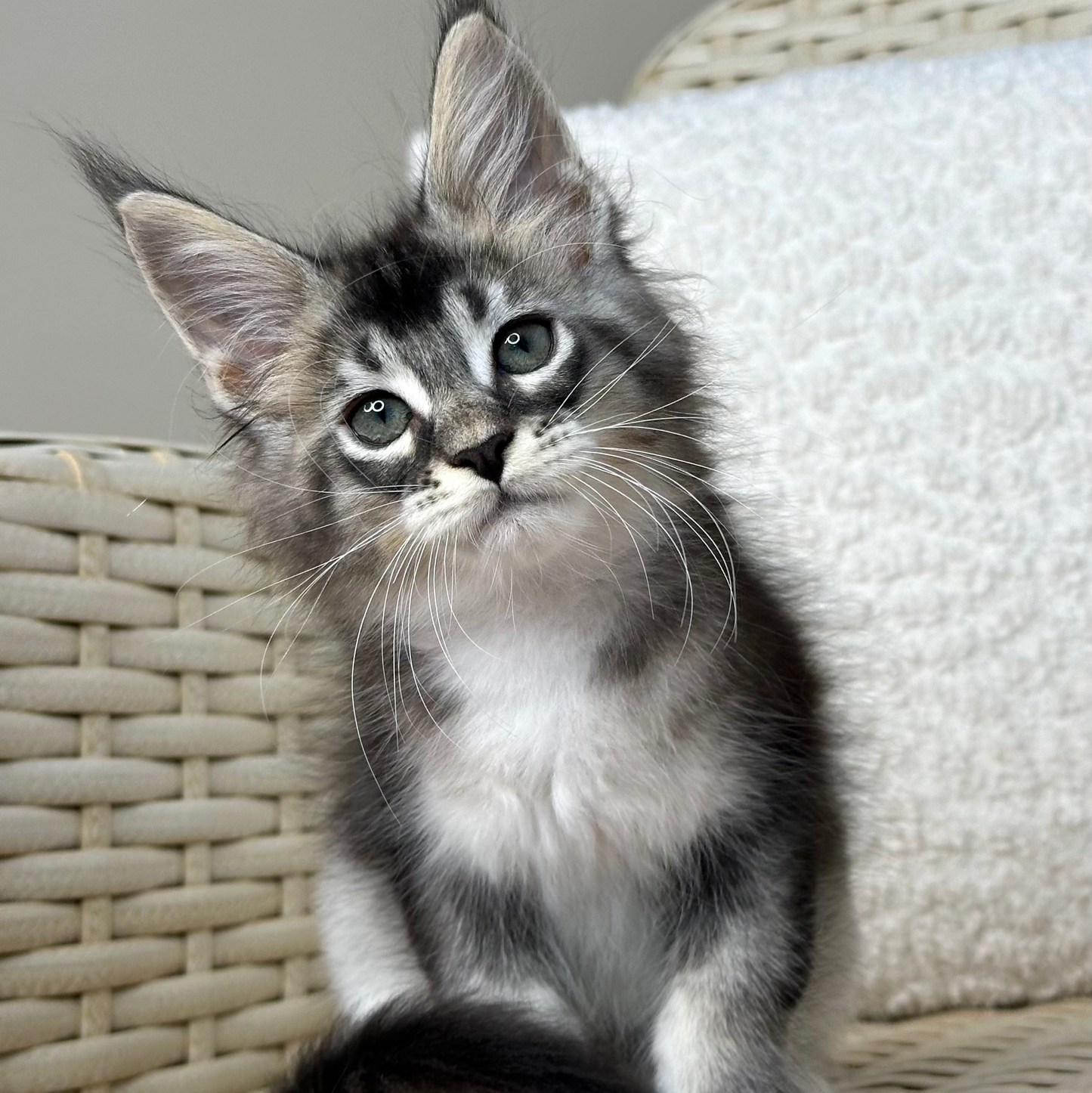 Harley