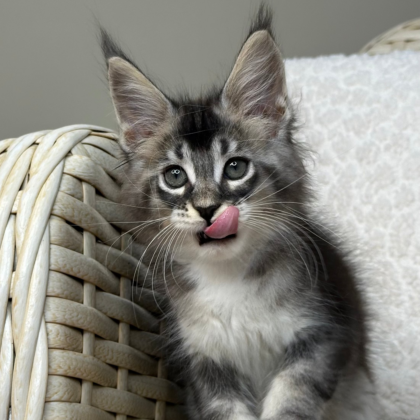 Harley