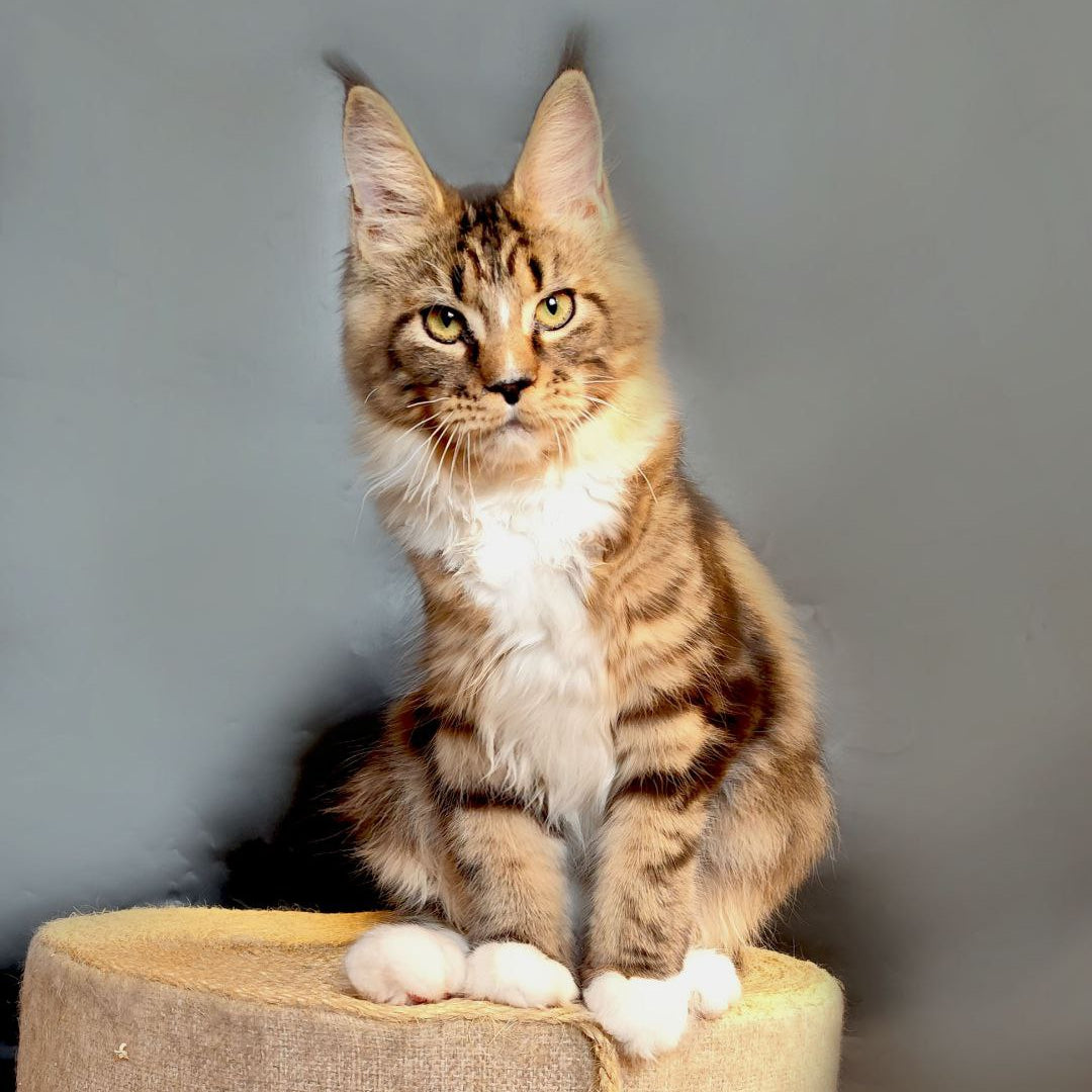 Nikita