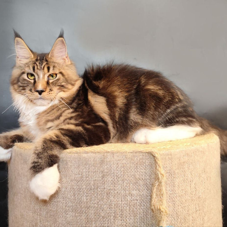 Nikita