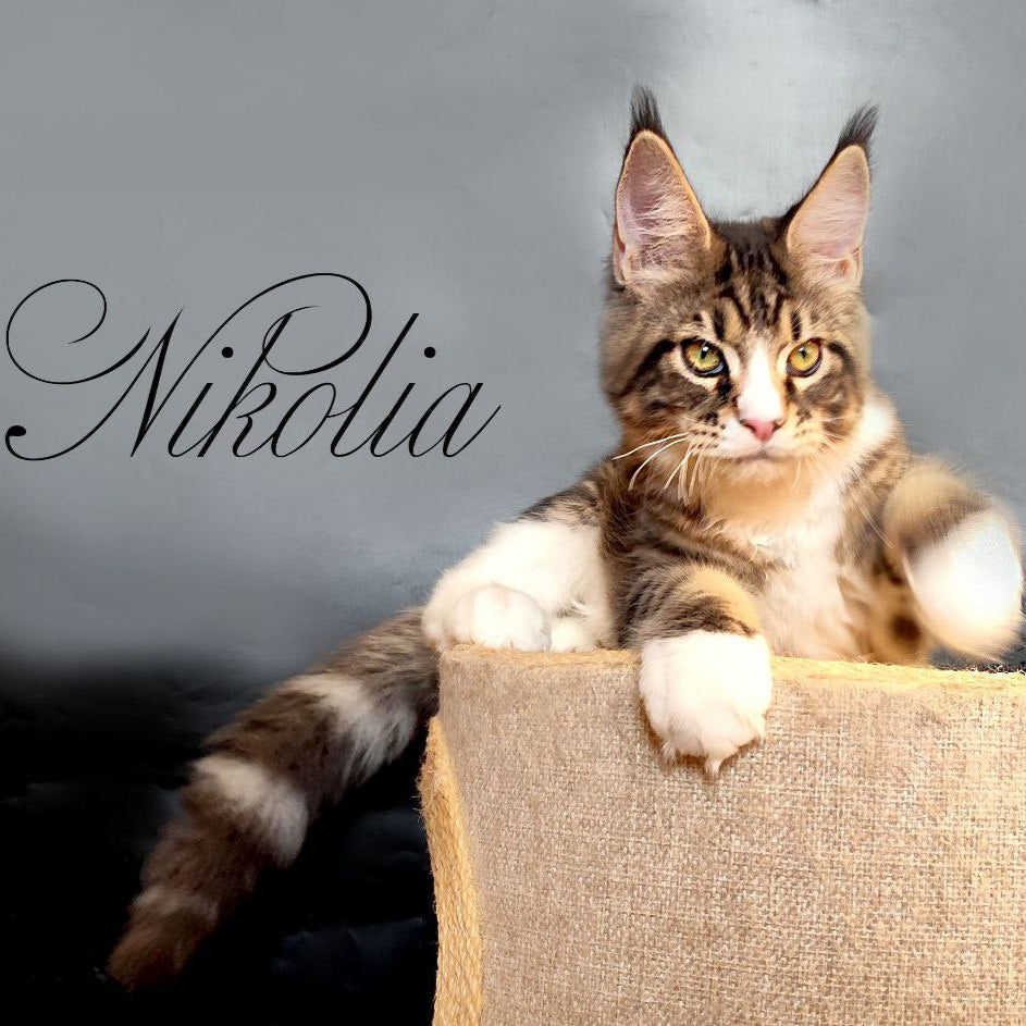 Nikolia