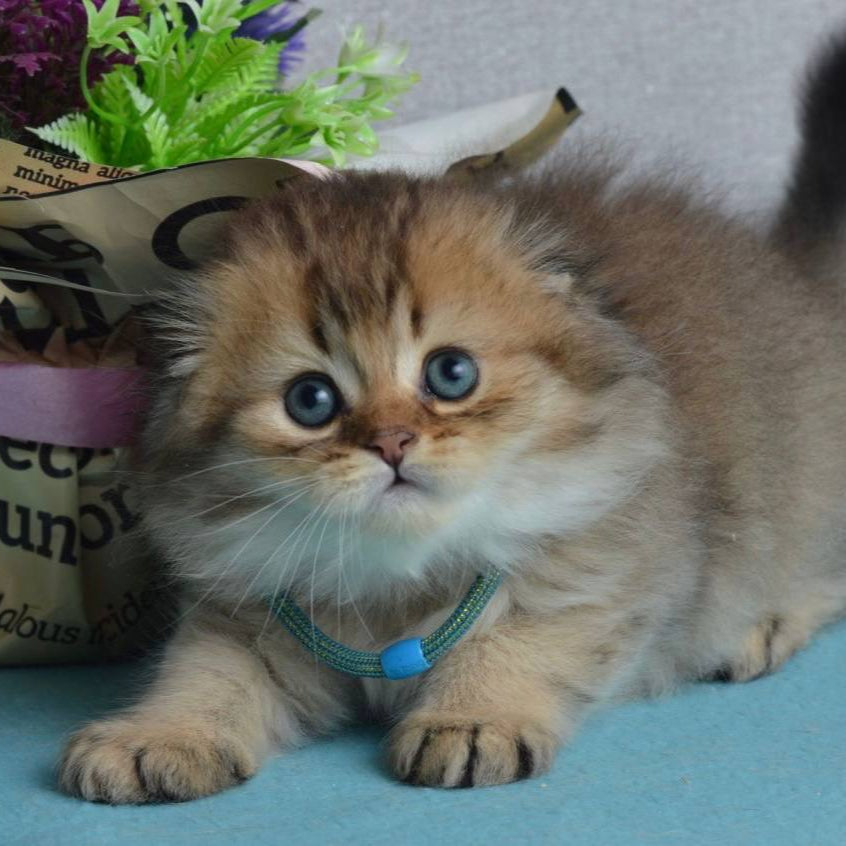 Leo