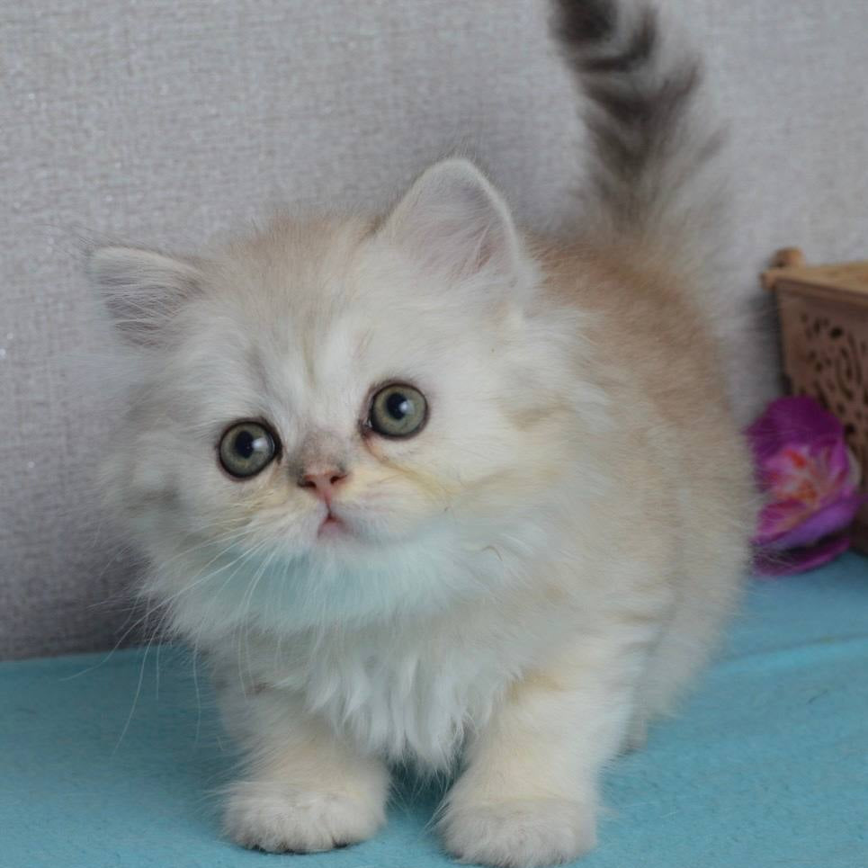 Monty
