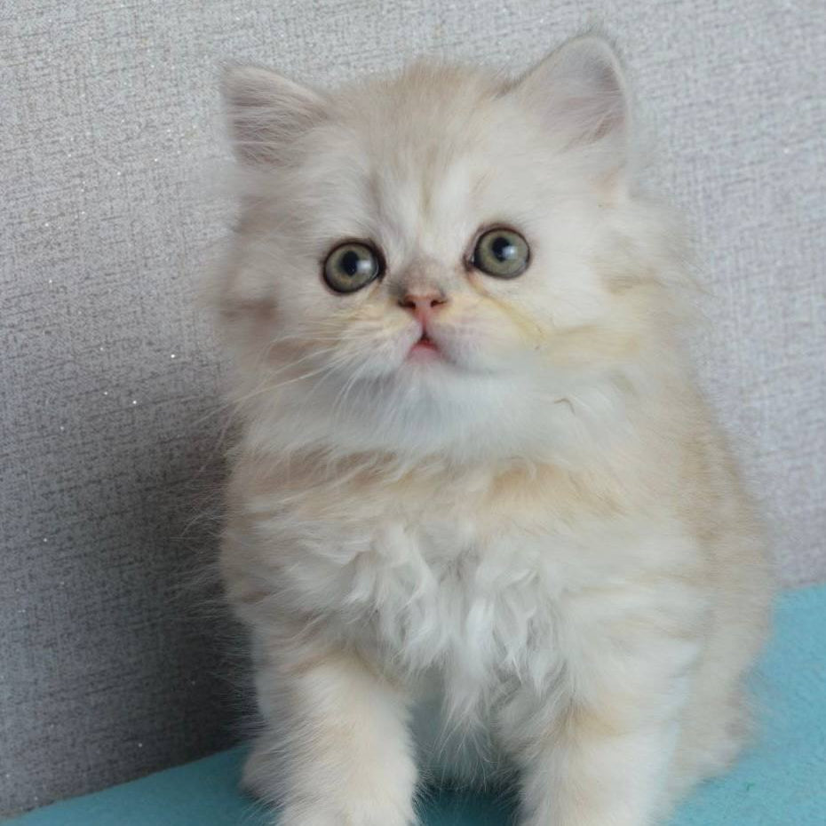 Monty