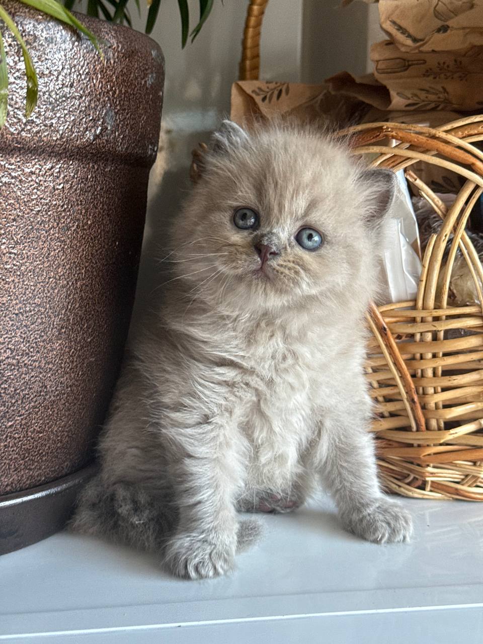 Timur