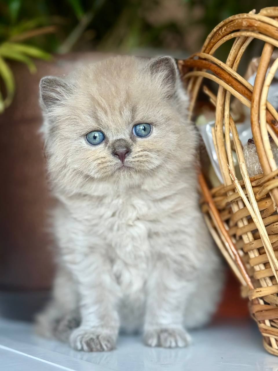 Timur