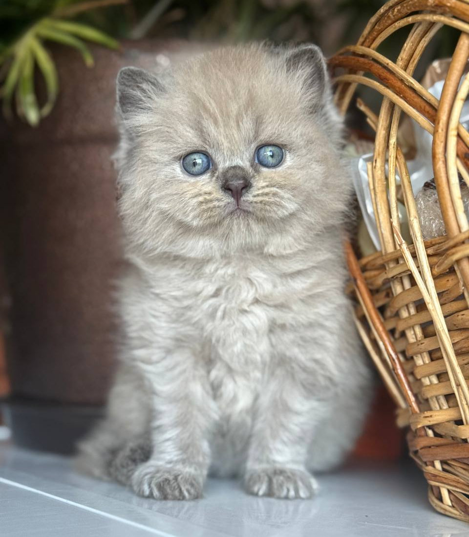Timur