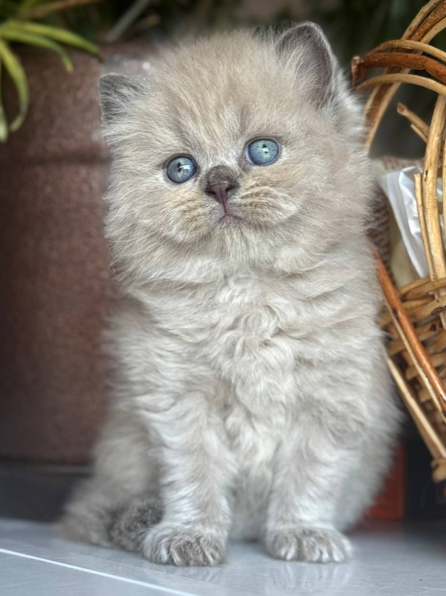 Timur
