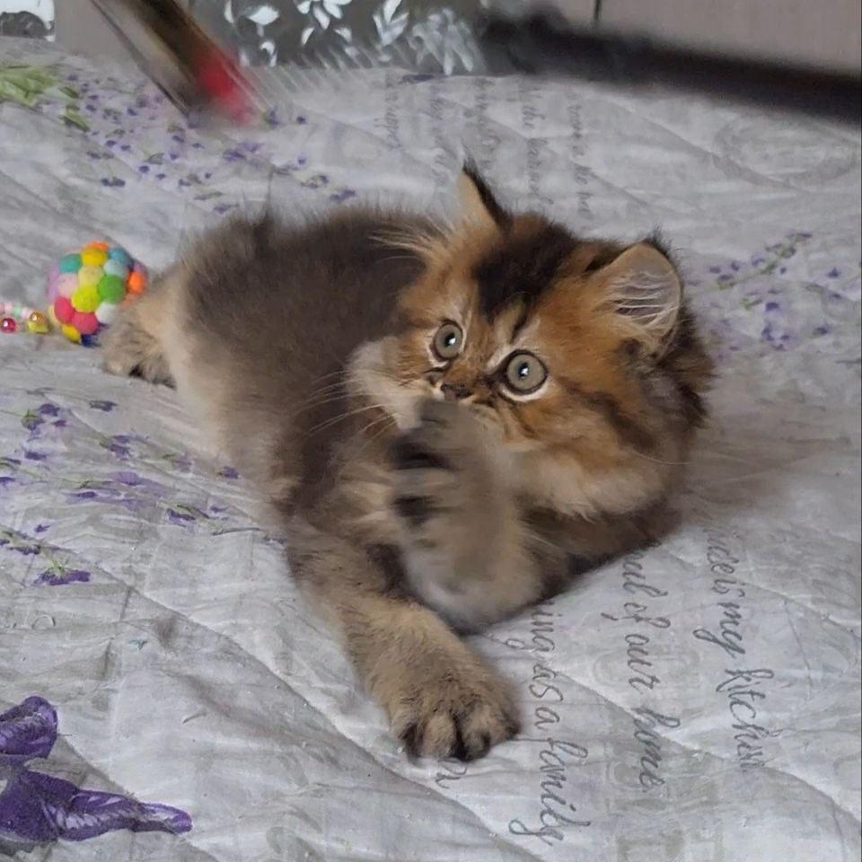 Tonya