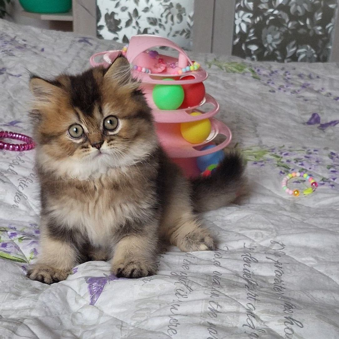 Tonya