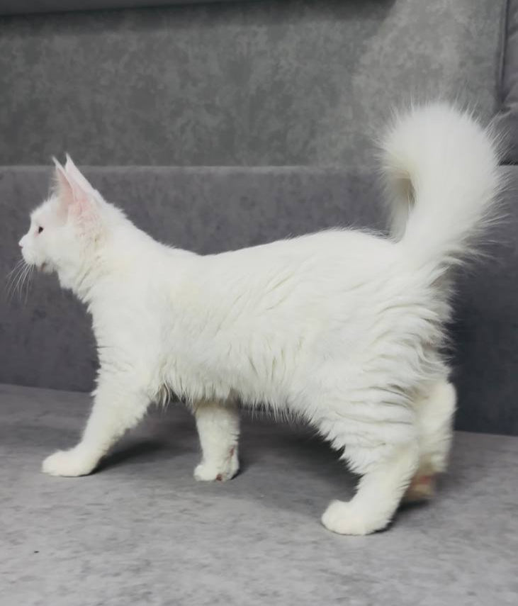 Pearla