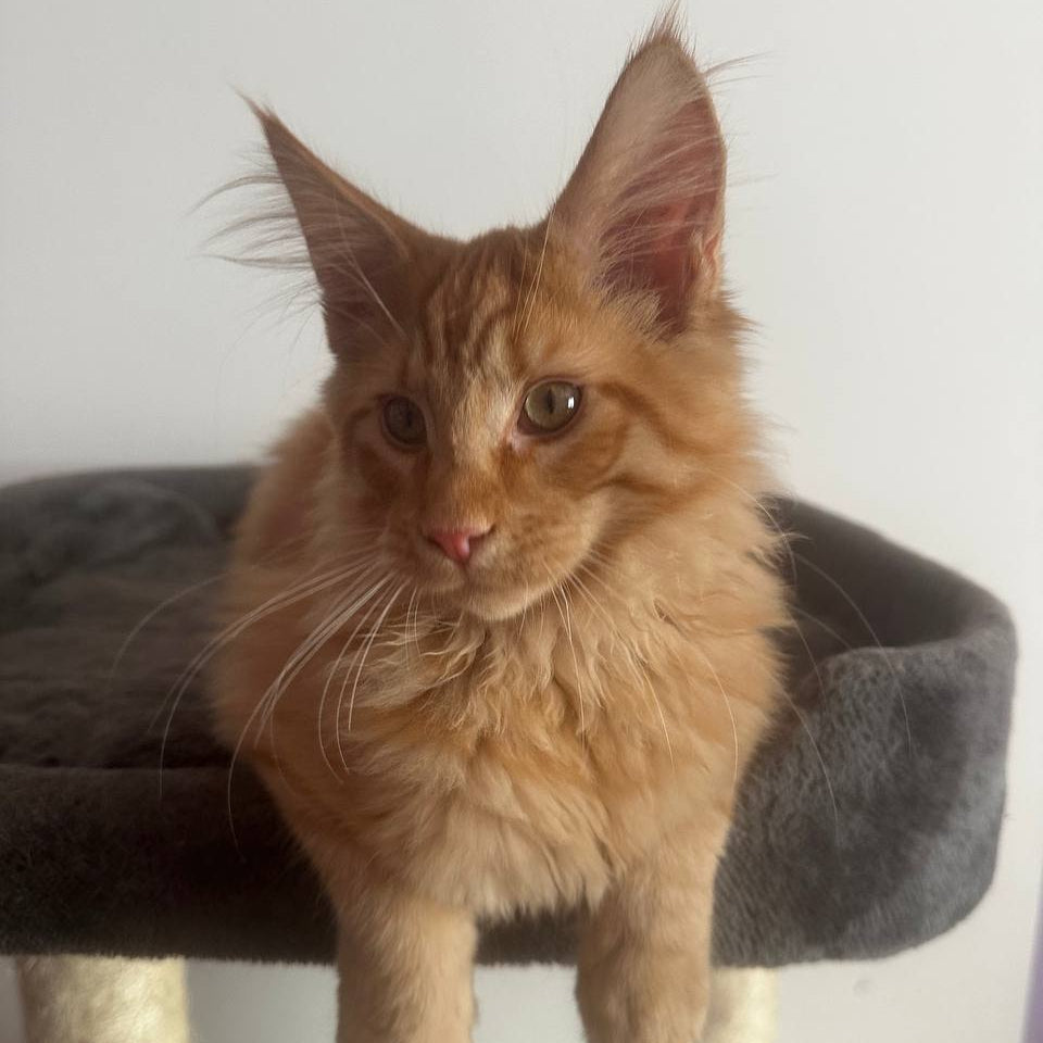Leo