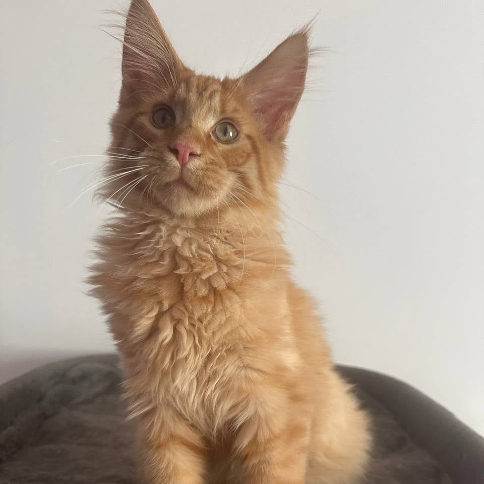 Leo
