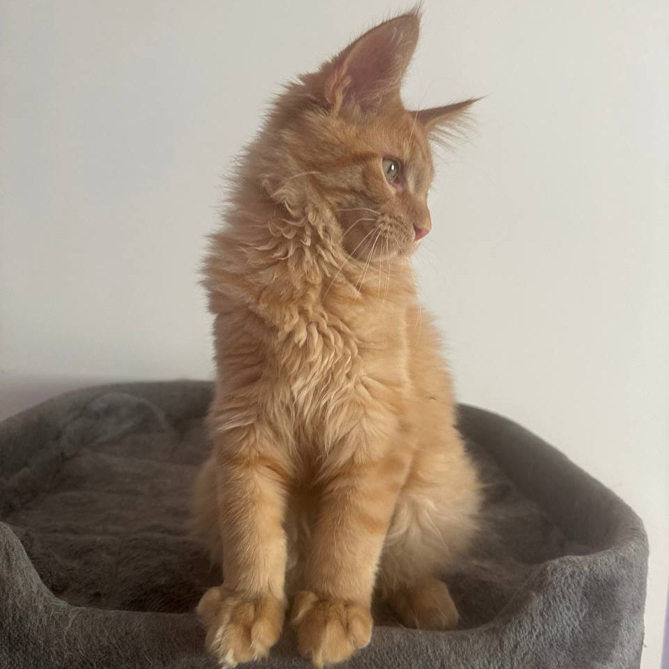 Leo