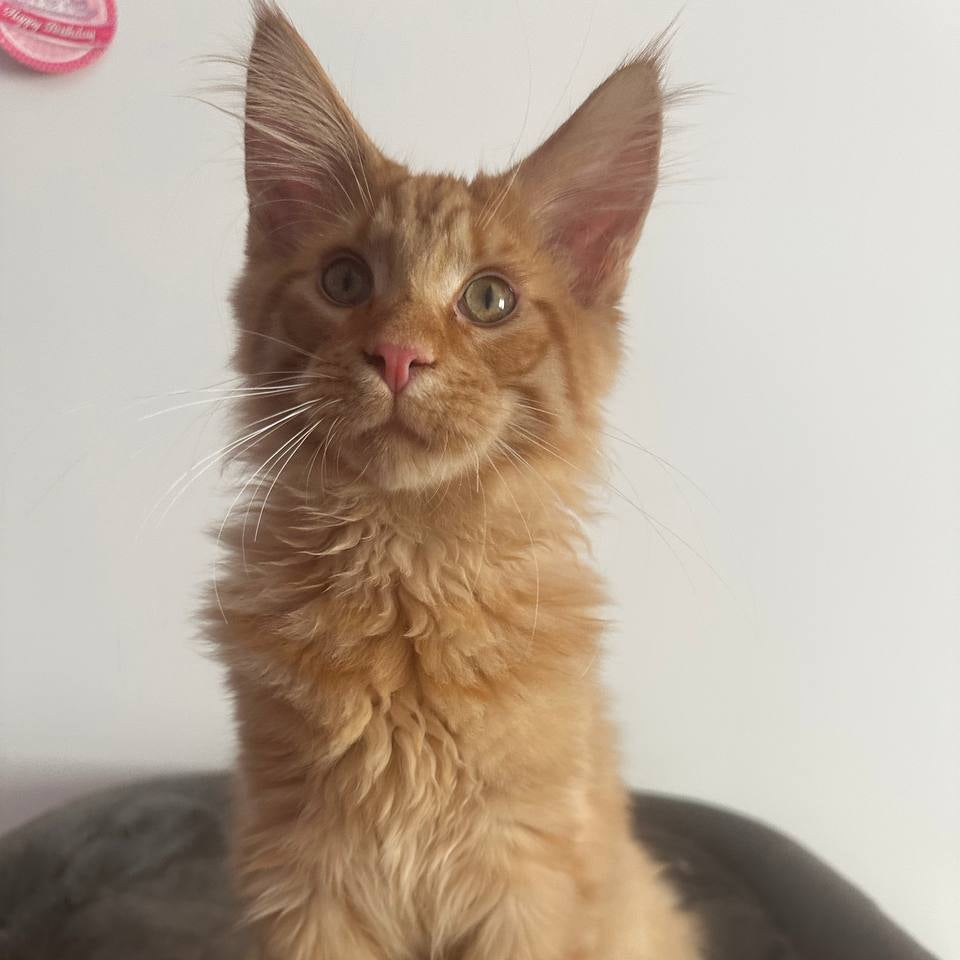 Leo