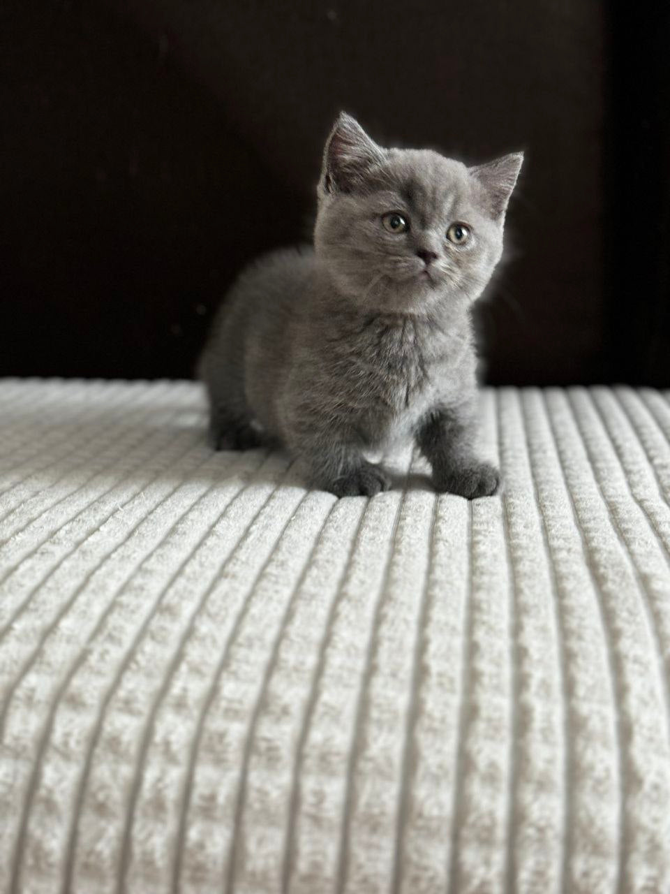 Abricot