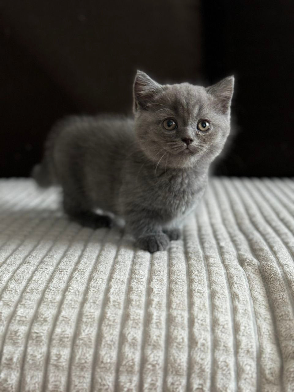 Abricot