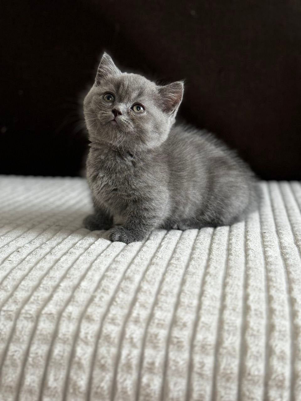 Abricot