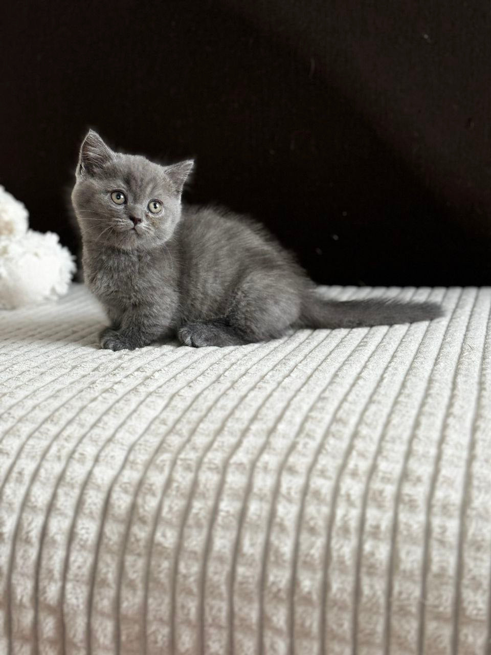 Abricot