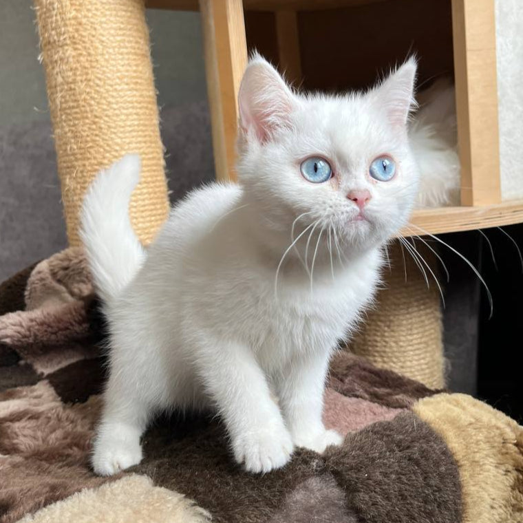 Kiki